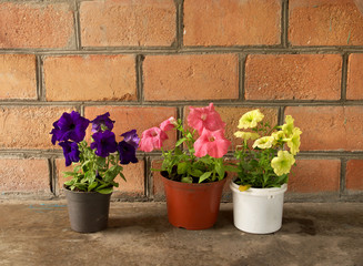 Fototapeta na wymiar colorful flowers petunia in potted