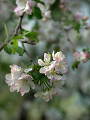 Fototapeta na wymiar spring flowering of pear