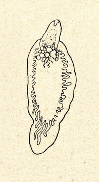 Common Liver Fluke (Fasciola Hepatica)