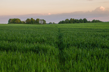 sunset light in green grass in summer field