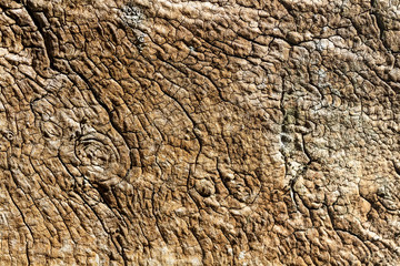 Wood texture with knots and cracks.