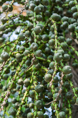 Unripe Sugar Palm Seed on tree