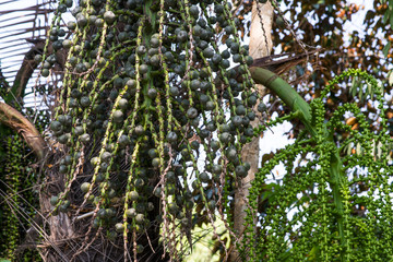 Unripe Sugar Palm Seed on tree