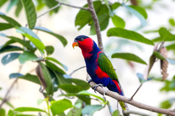 rainbow parrot