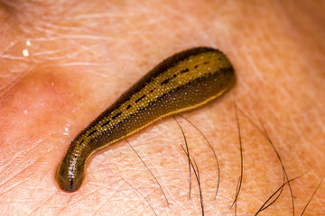 leech via macro view