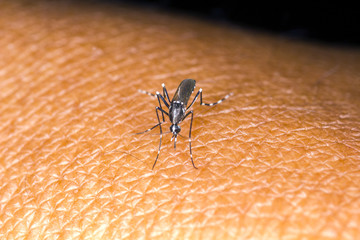 aedes mosquito