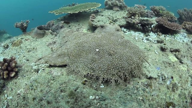 Tasseled Wobbegong on Seafloor