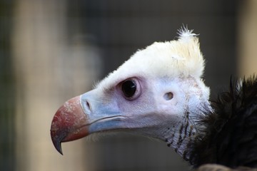 vulture