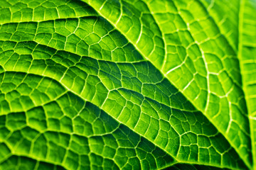 green plant leaf macro close-up background