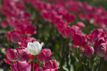 White Tulip in the Pink Tulips