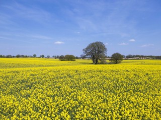 Obraz premium Rapsfeld mit Baum und blauem Himmel