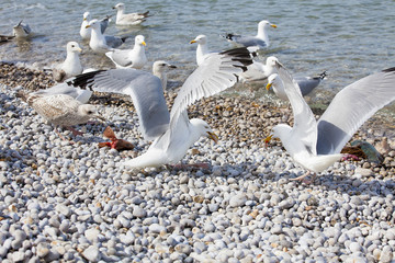 Groupe de go&eacute;lands