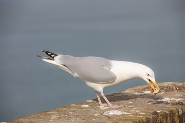 Goéland en action