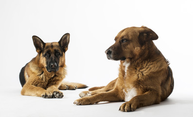dog isolated on white background