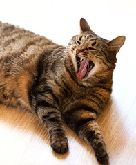 Tabby cat lying on the floor and yawns