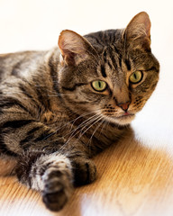 Tabby cat lying on the floor and looks