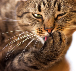 Striped Cat washes close-up
