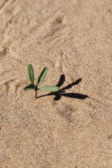 Germoglio sulle dune di sabbia