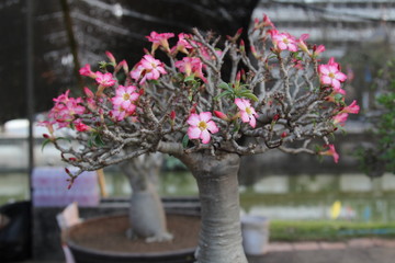 Fototapeta na wymiar Adenium obesum tree or Desert rose