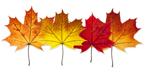 Autumn maple leaves isolated on white background