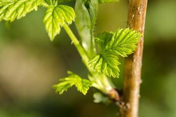 raspberry leaves