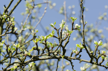 apple buds in spring