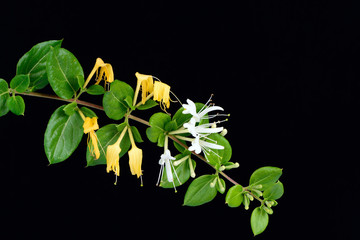 Japanese honeysuckle flowers