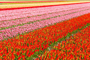 beautiful rows of blooming tulips in Holland