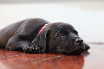 sleeping black labrador puppy