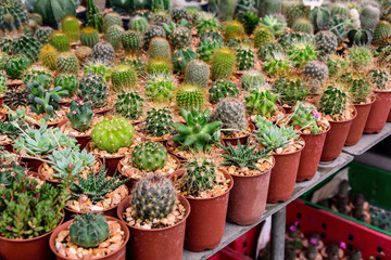 Fototapeta na wymiar various of small plant and cactus