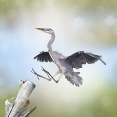 Great Blue Heron