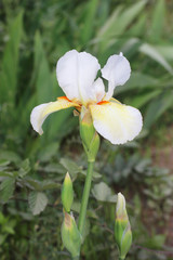 ジャーマンアイリス - German iris