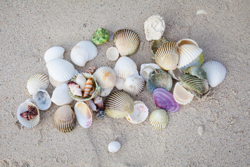 Fototapeta na wymiar Shells on Chalokum beach