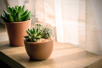 various of small plant and cactus in a pot