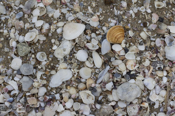 Multiple shells on the beach, background
