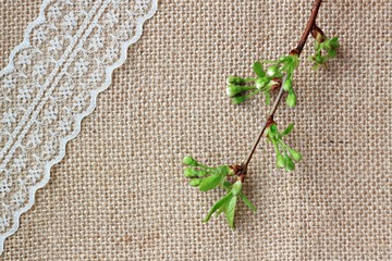Spring tree branch and lace ribbon on canvas background