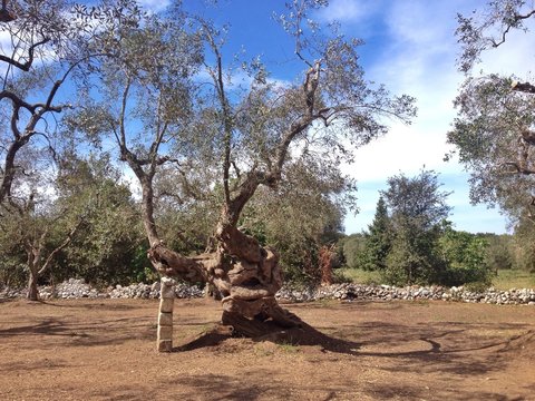 Albero ulivo millenario