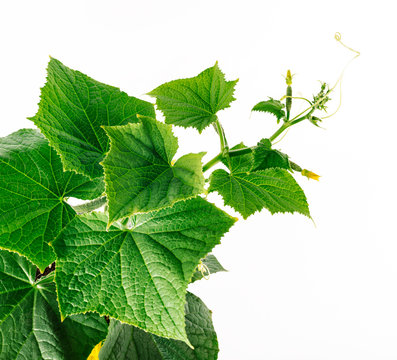 cucumber vine, young plant grows and develops
