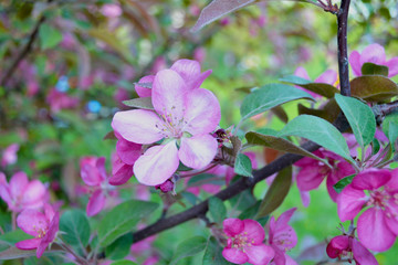 Tree in blossom