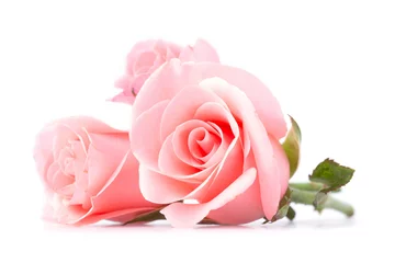 Fotobehang Rozen roze roze bloem op witte achtergrond