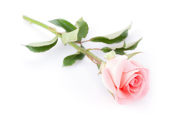 pink rose flower on white background
