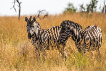 Fototapeta na wymiar Pair of zebra's