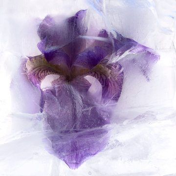Frozen   flower of  iris