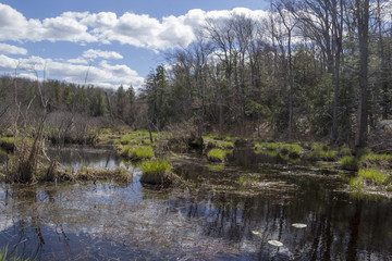 Fototapeta na wymiar Springtime Swamp Afternoon