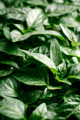 Obraz na płótnie Canvas Organic plantation. Seedlings of pepper closeup plant leaves