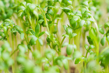 Obraz premium fresh spring green watercress salad