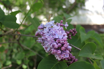 Lilac flower. Photo captured in april, 2015.