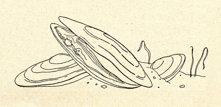 Freshwater pearl mussel (Margaritifera margaritifera)