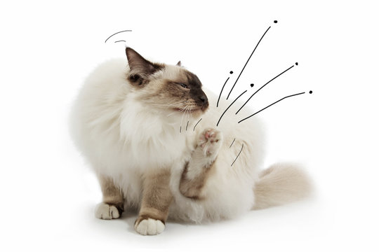 chat se grattant avec dessin de puces