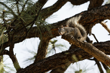 silver - gray squirrel